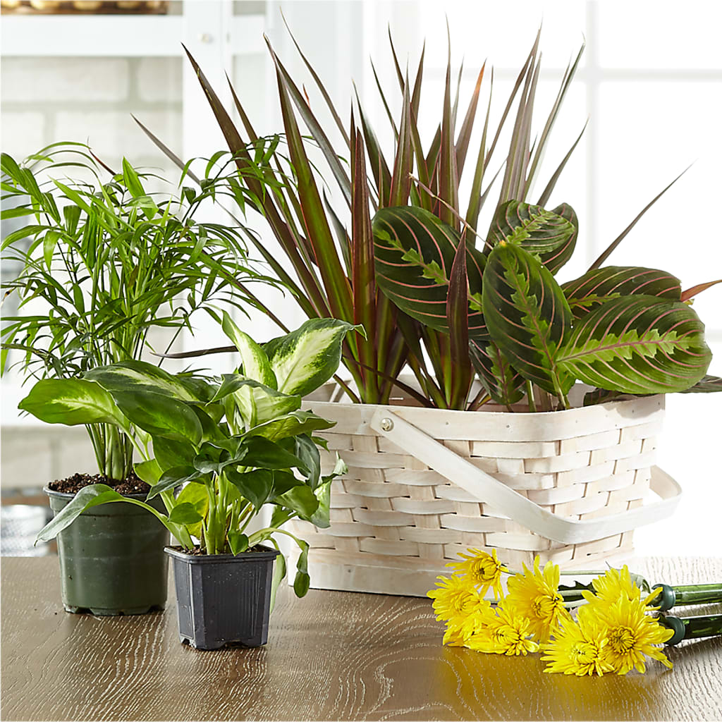 Florist Designed Blooming and Green Plants in a Basket – HOMETOWN TREASURES FLORAL & GIFTS, Morris OK