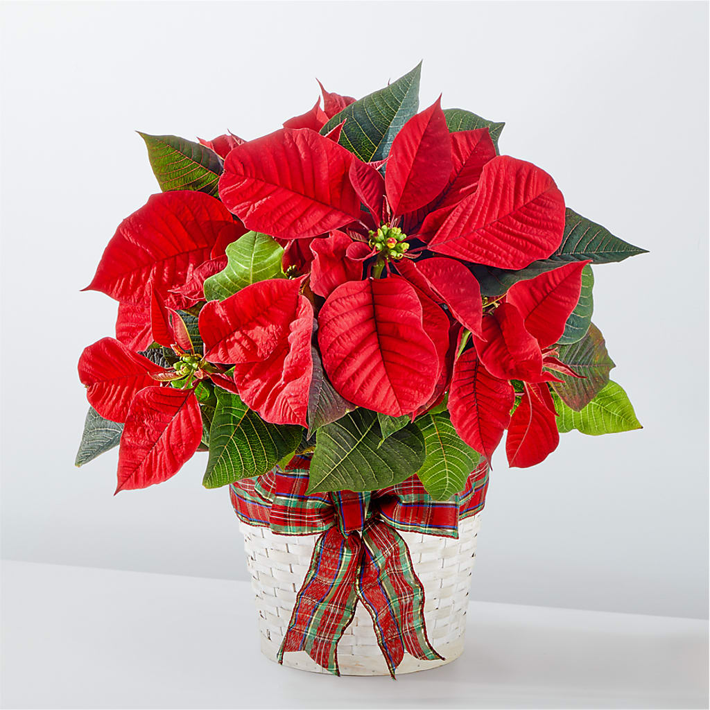 Happiest Holidays Poinsettia – HOMETOWN TREASURES FLORAL & GIFTS, Morris OK
