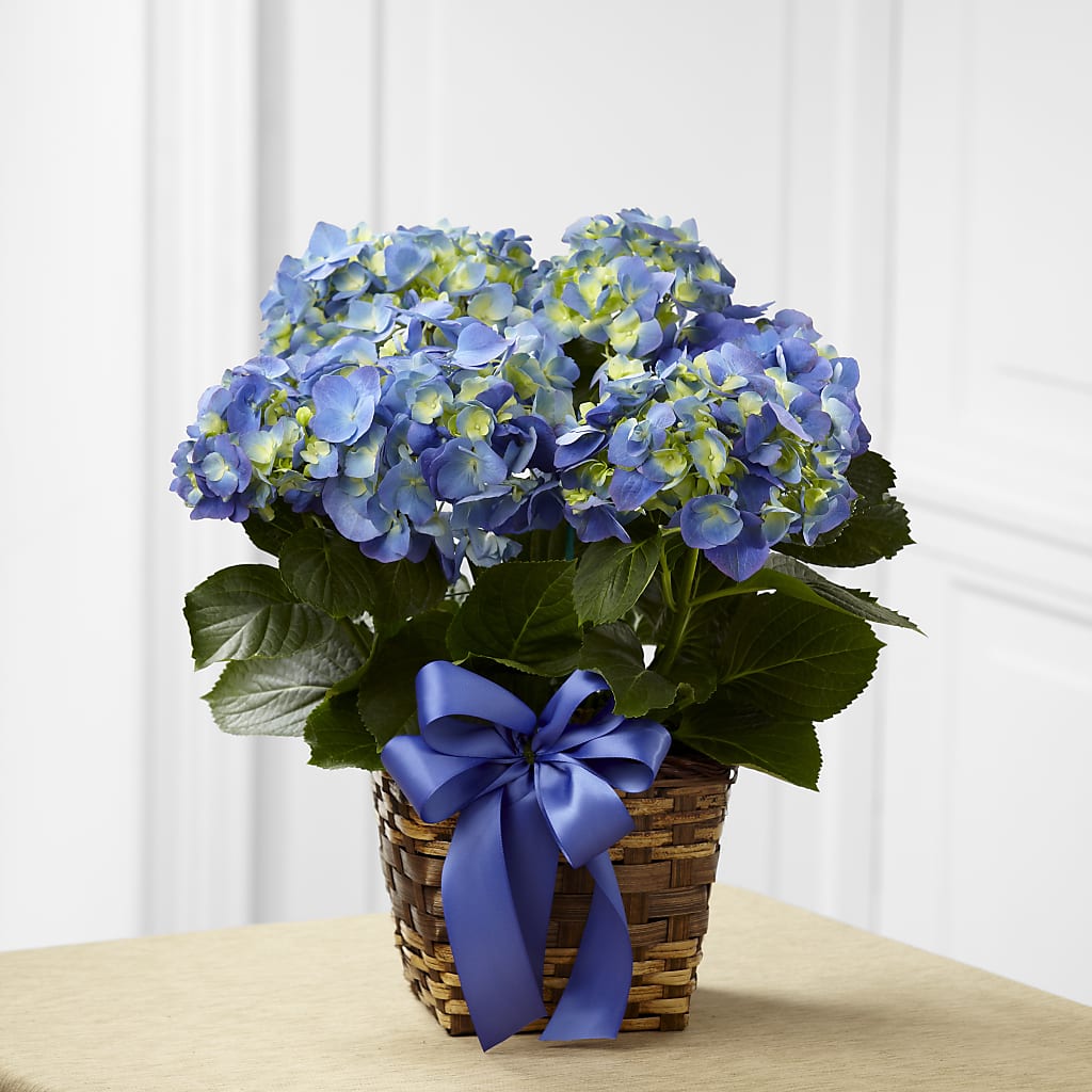 Blue Hydrangea Planter – HOMETOWN TREASURES FLORAL & GIFTS, Morris OK