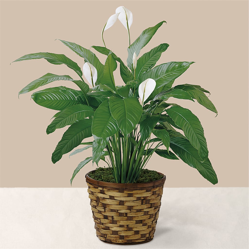 Tranquil Moments Peace Lily Plant – HOMETOWN TREASURES FLORAL & GIFTS, Morris OK