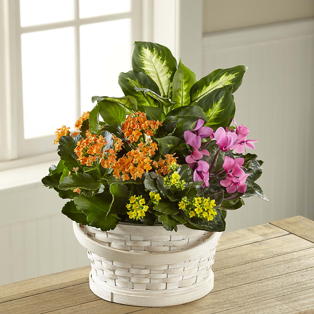 Color Crush Dishgarden – HOMETOWN TREASURES FLORAL & GIFTS, Morris OK