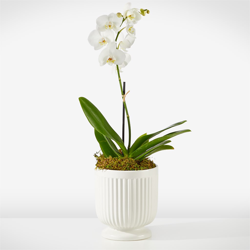 Whispering White Orchid – HOMETOWN TREASURES FLORAL & GIFTS, Morris OK