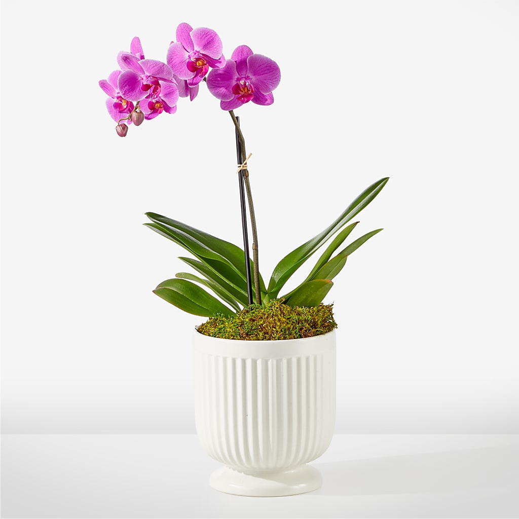 Friendly Fuchsia Orchid – HOMETOWN TREASURES FLORAL & GIFTS, Morris OK