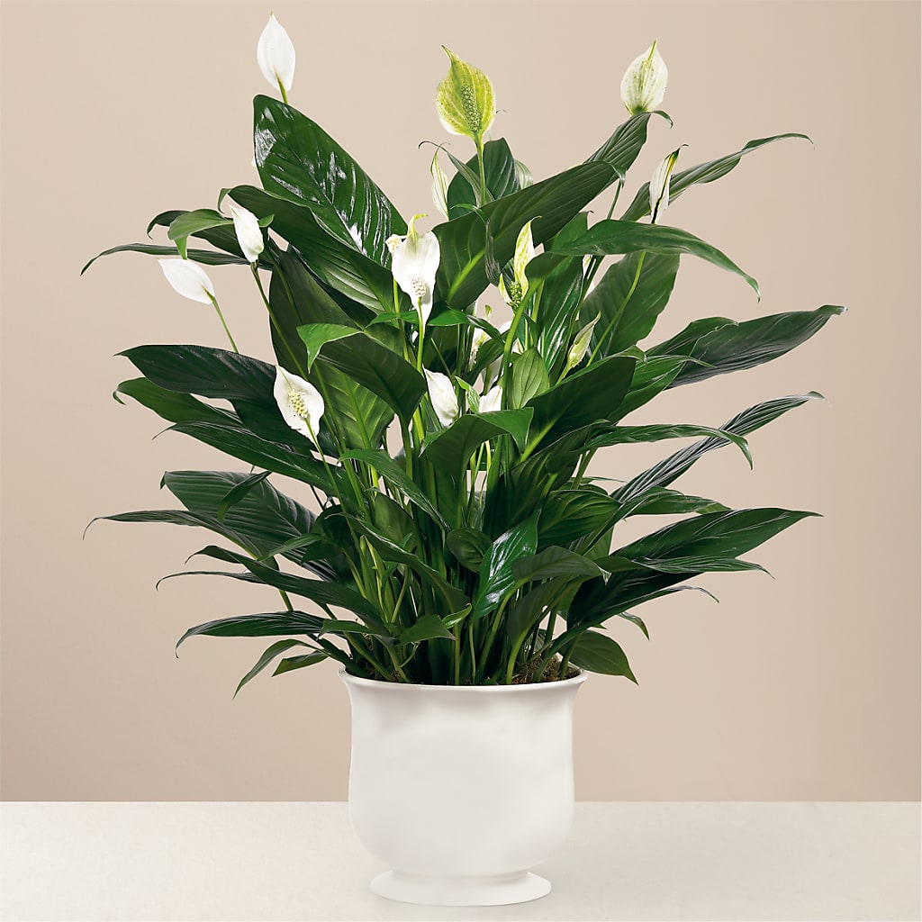 Comfort Planter – HOMETOWN TREASURES FLORAL & GIFTS, Morris OK