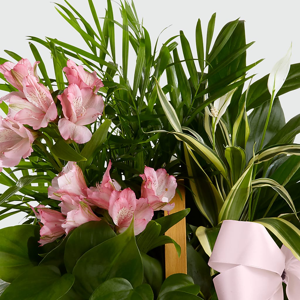 Living Spirit Dishgarden – HOMETOWN TREASURES FLORAL & GIFTS, Morris OK