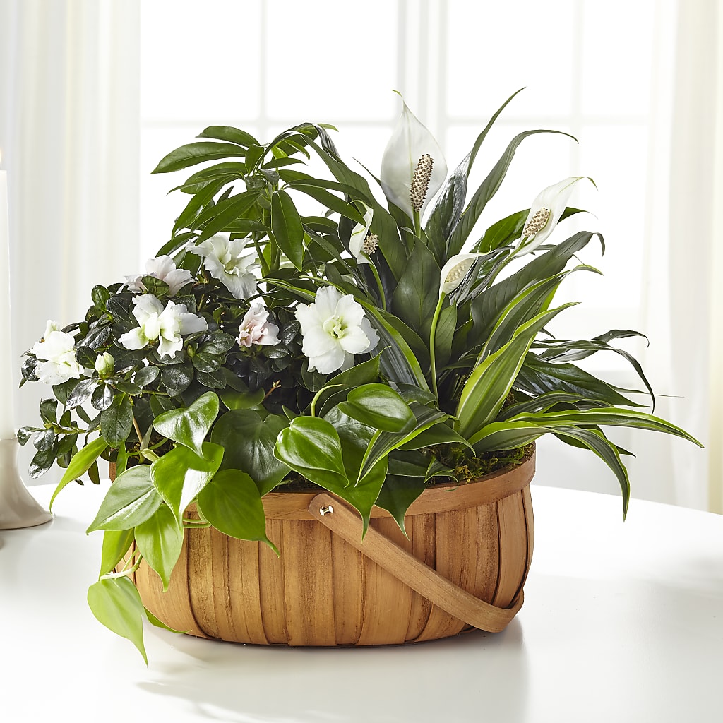 Serene Dishgarden – HOMETOWN TREASURES FLORAL & GIFTS, Morris OK