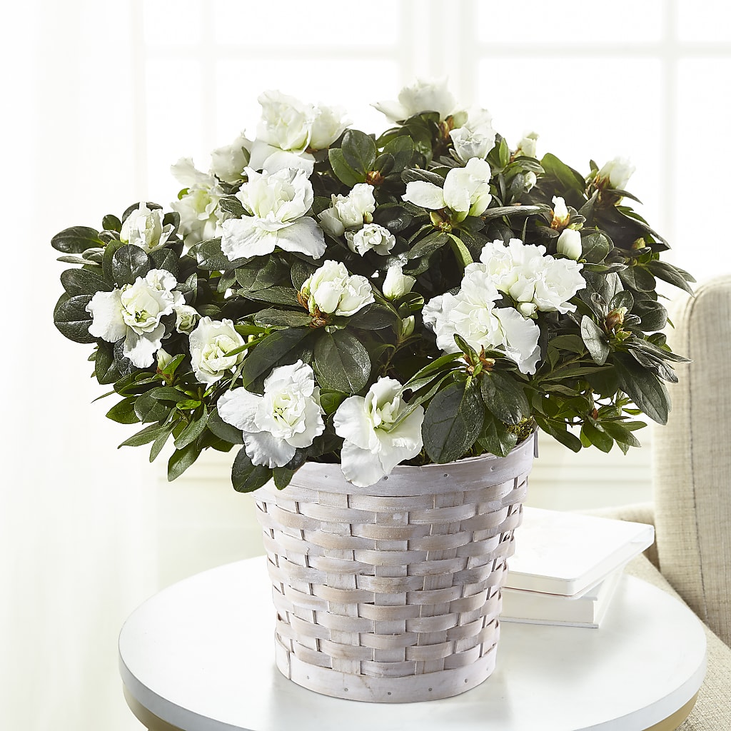 White Azalea Plant – HOMETOWN TREASURES FLORAL & GIFTS, Morris OK