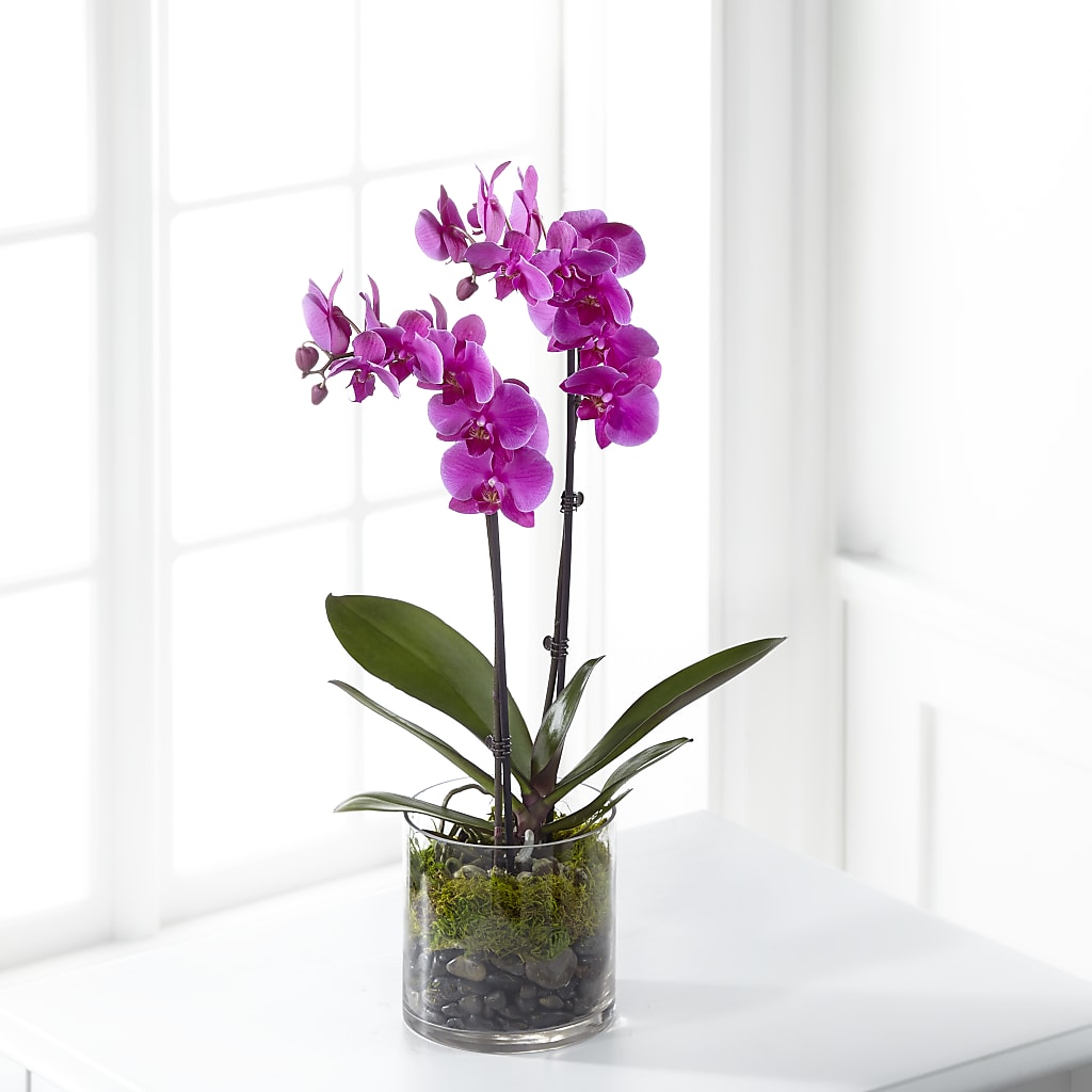 Pink Orchid Plant – HOMETOWN TREASURES FLORAL & GIFTS, Morris OK