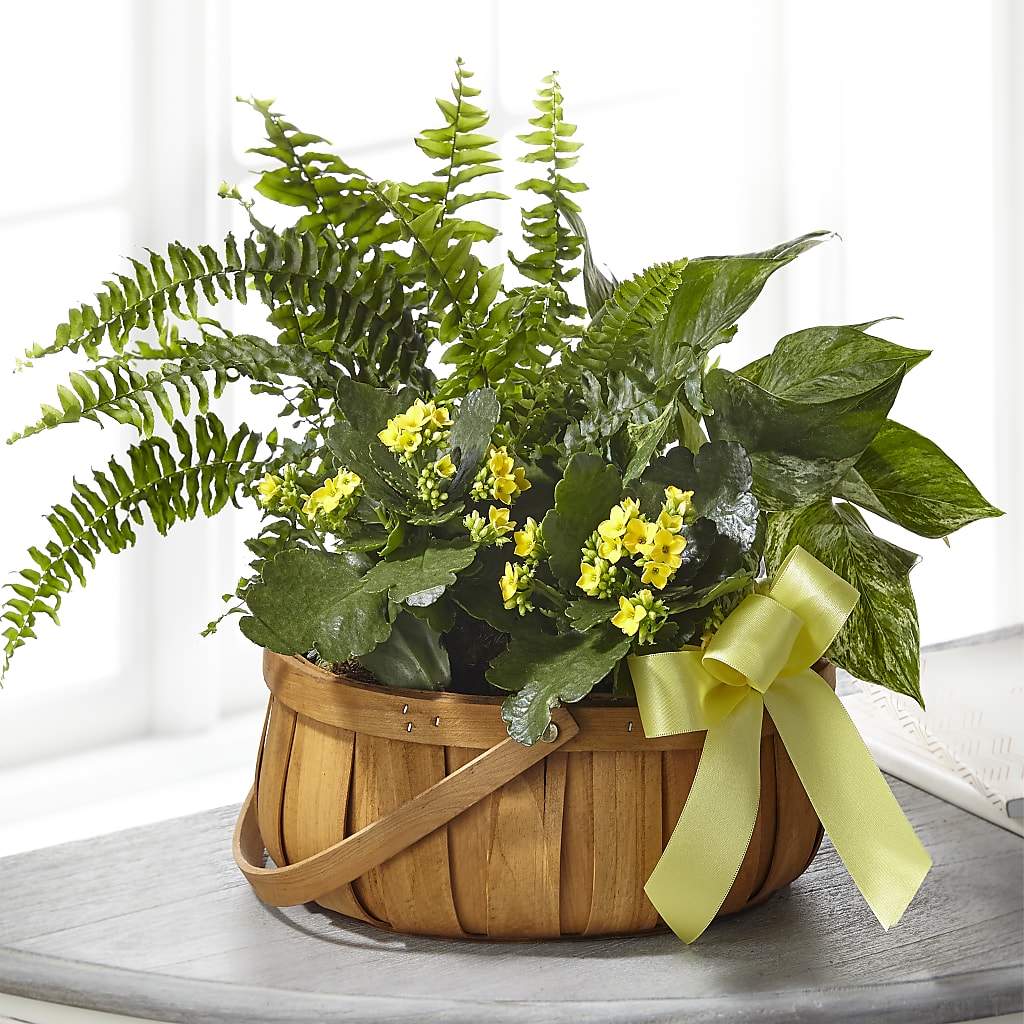 Always Dear Dishgarden – HOMETOWN TREASURES FLORAL & GIFTS, Morris OK