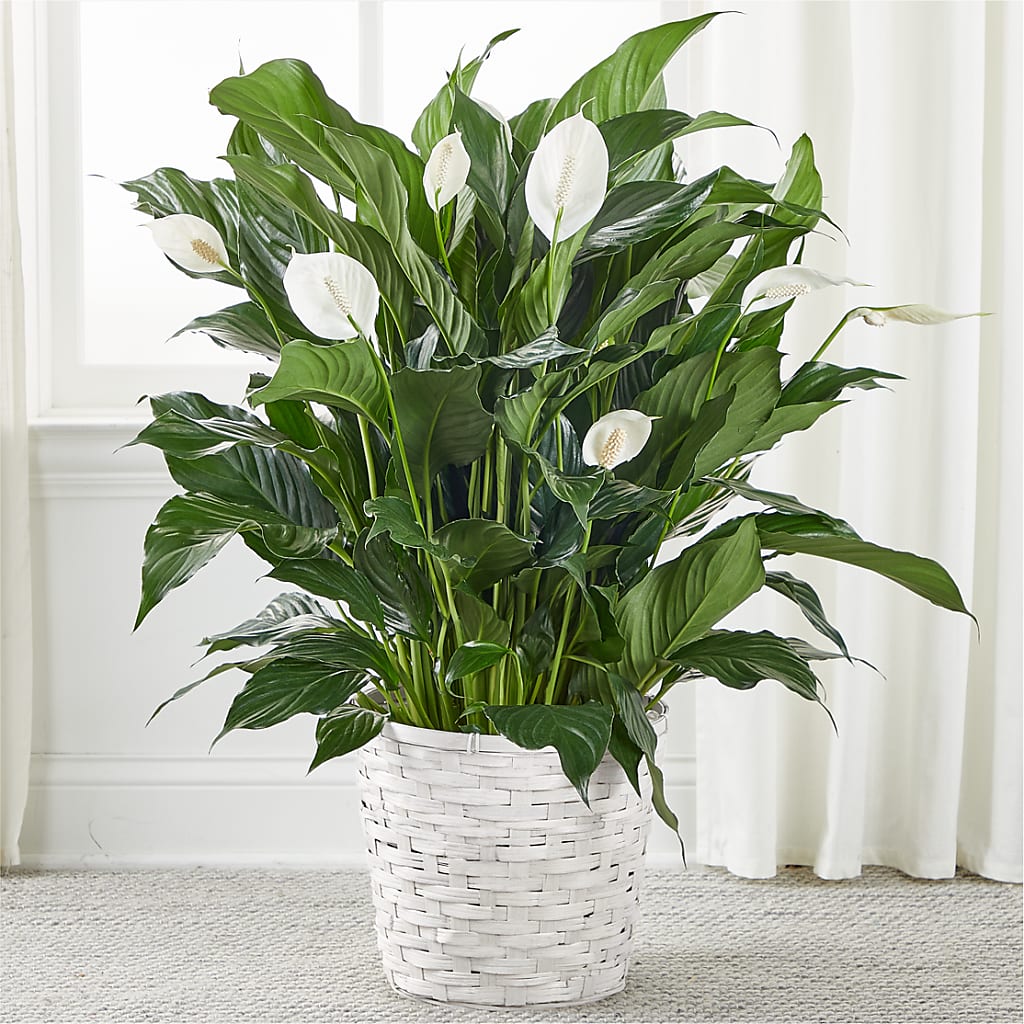A New Leaf Peace Lily – HOMETOWN TREASURES FLORAL & GIFTS, Morris OK