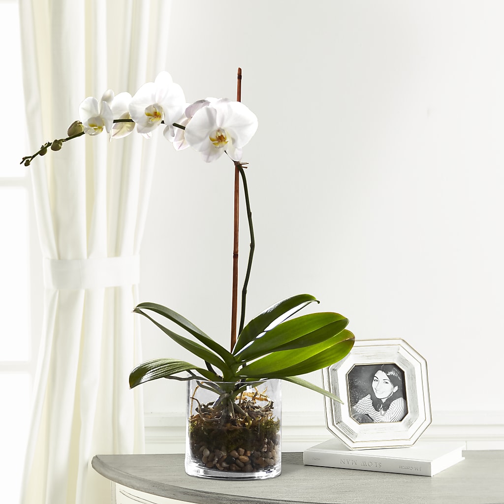 White Orchid Planter – HOMETOWN TREASURES FLORAL & GIFTS, Morris OK