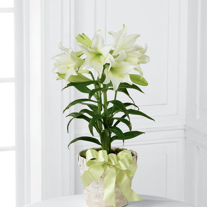 Easter Lily Plant – HOMETOWN TREASURES FLORAL & GIFTS, Morris OK