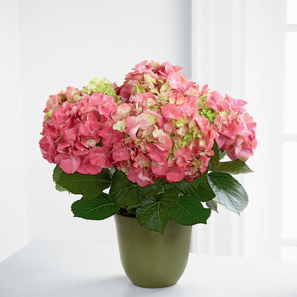 Pink Hydrangea Planter – HOMETOWN TREASURES FLORAL & GIFTS, Morris OK