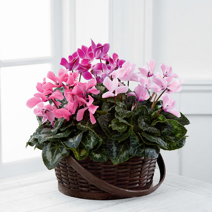 Mixed Cyclamen Planter – HOMETOWN TREASURES FLORAL & GIFTS, Morris OK