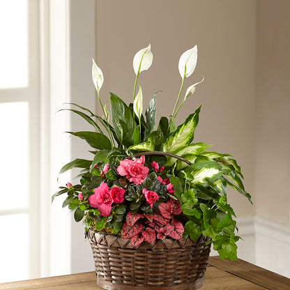 Dream in Pink Dishgarden – HOMETOWN TREASURES FLORAL & GIFTS, Morris OK