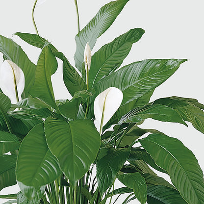 Tranquil Moments Peace Lily Plant – HOMETOWN TREASURES FLORAL & GIFTS, Morris OK