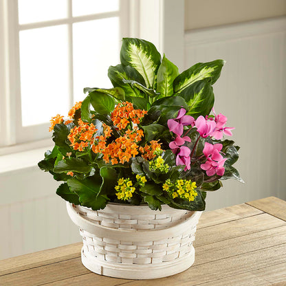 Color Crush Dishgarden – HOMETOWN TREASURES FLORAL & GIFTS, Morris OK