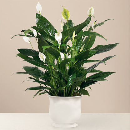 Comfort Planter – HOMETOWN TREASURES FLORAL & GIFTS, Morris OK