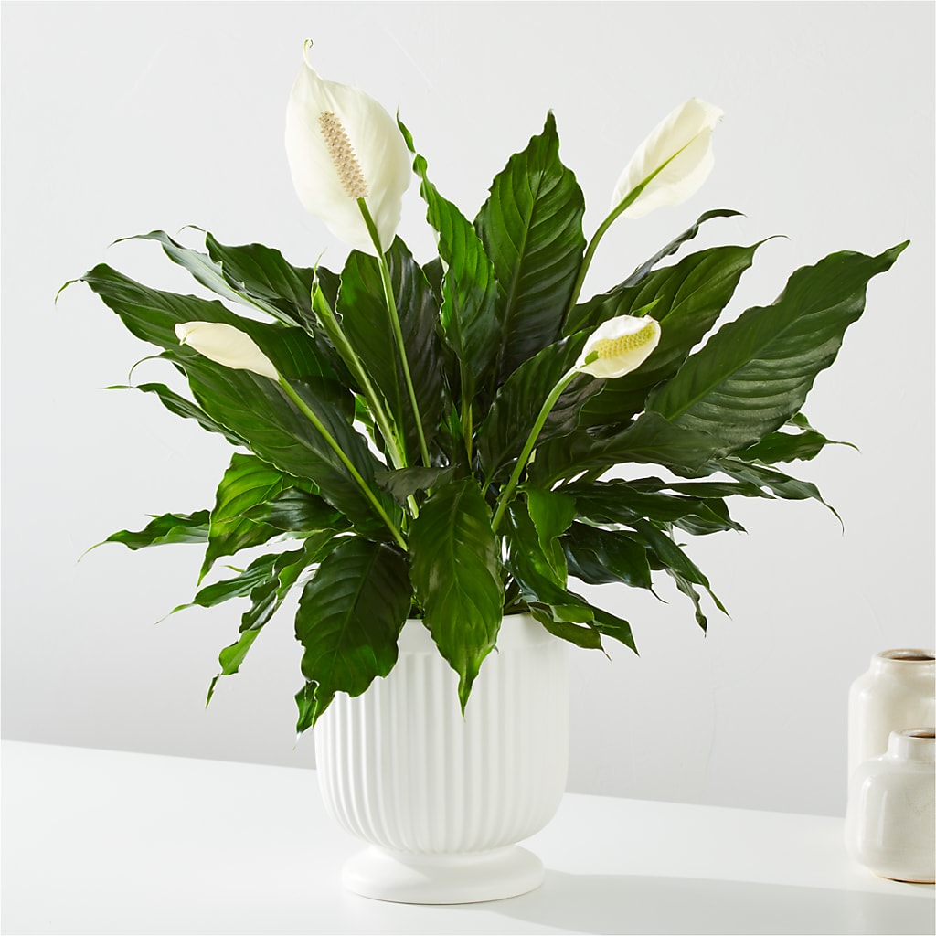 Comfort Planter – HOMETOWN TREASURES FLORAL & GIFTS, Morris OK