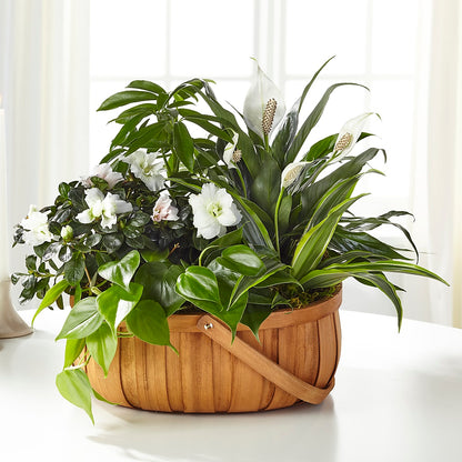 Serene Dishgarden – HOMETOWN TREASURES FLORAL & GIFTS, Morris OK