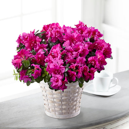 Hope & Serenity Azalea Plant – HOMETOWN TREASURES FLORAL & GIFTS, Morris OK