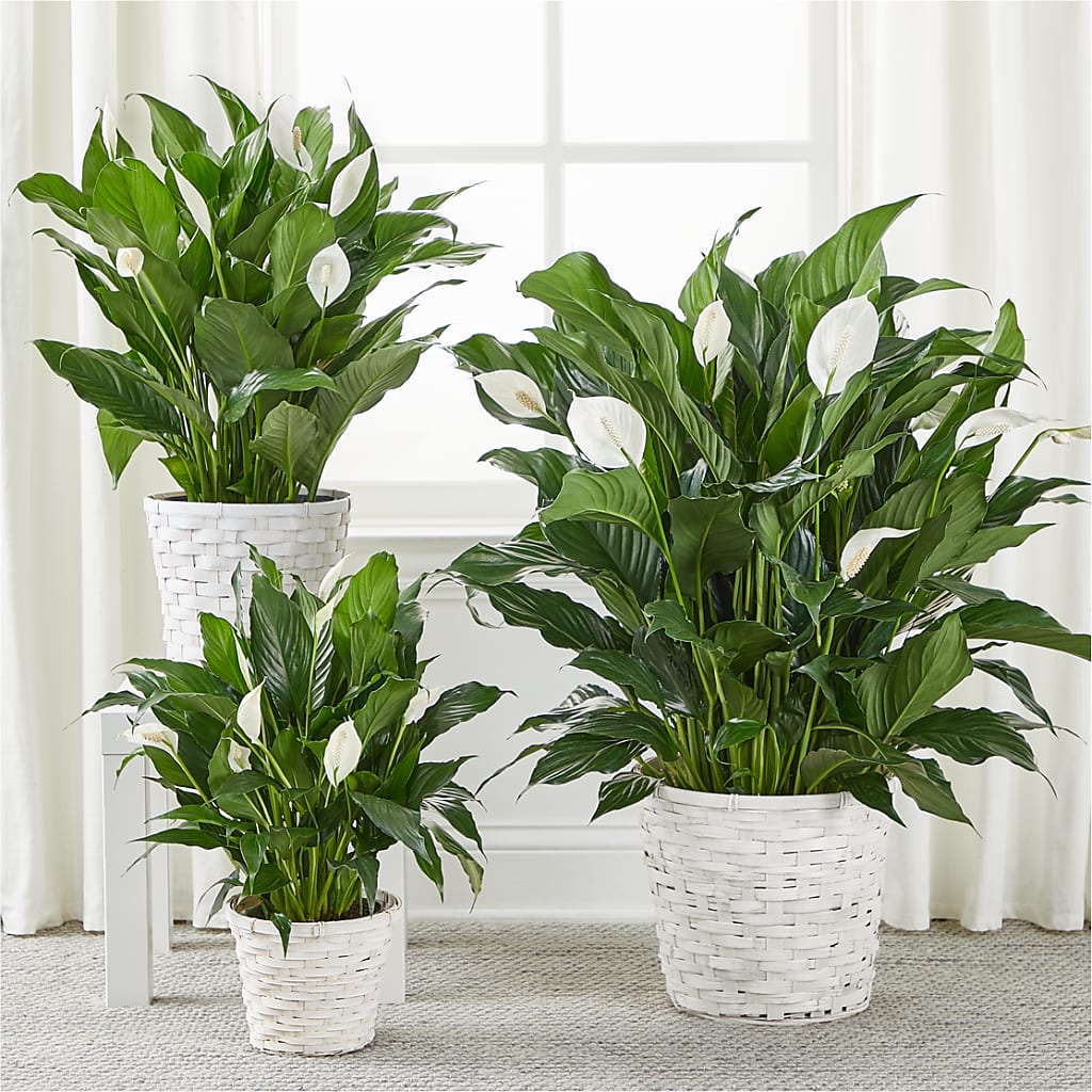 A New Leaf Peace Lily – HOMETOWN TREASURES FLORAL & GIFTS, Morris OK