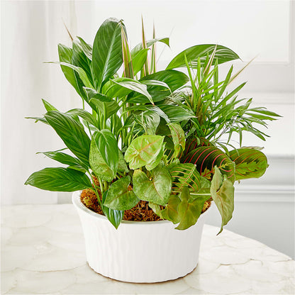 Balance & Harmony Dishgarden – HOMETOWN TREASURES FLORAL & GIFTS, Morris OK