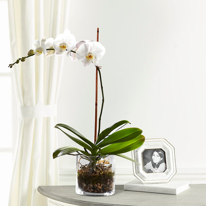 White Orchid Planter – HOMETOWN TREASURES FLORAL & GIFTS, Morris OK